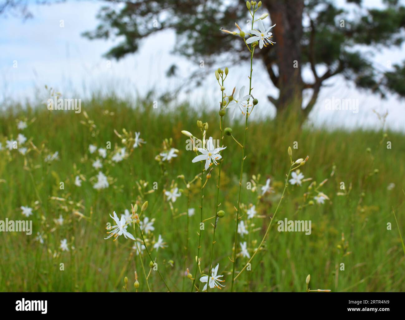 Anthericum ramosum blooms in the wild in summer Stock Photo