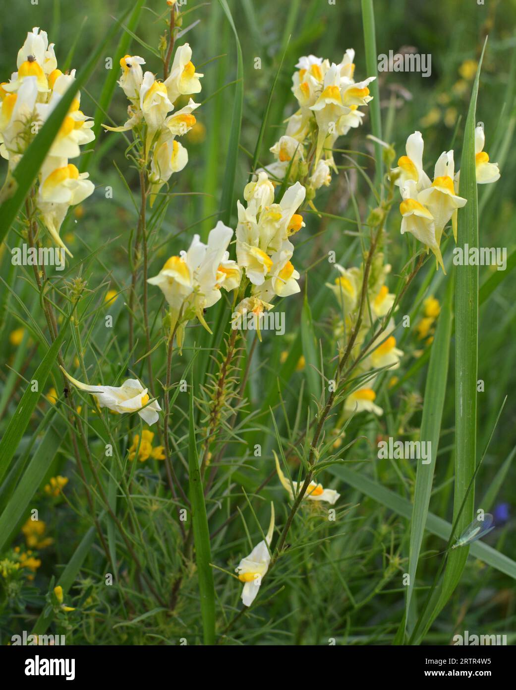 Linaria vulgaris blooms in the wild among grasses Stock Photo