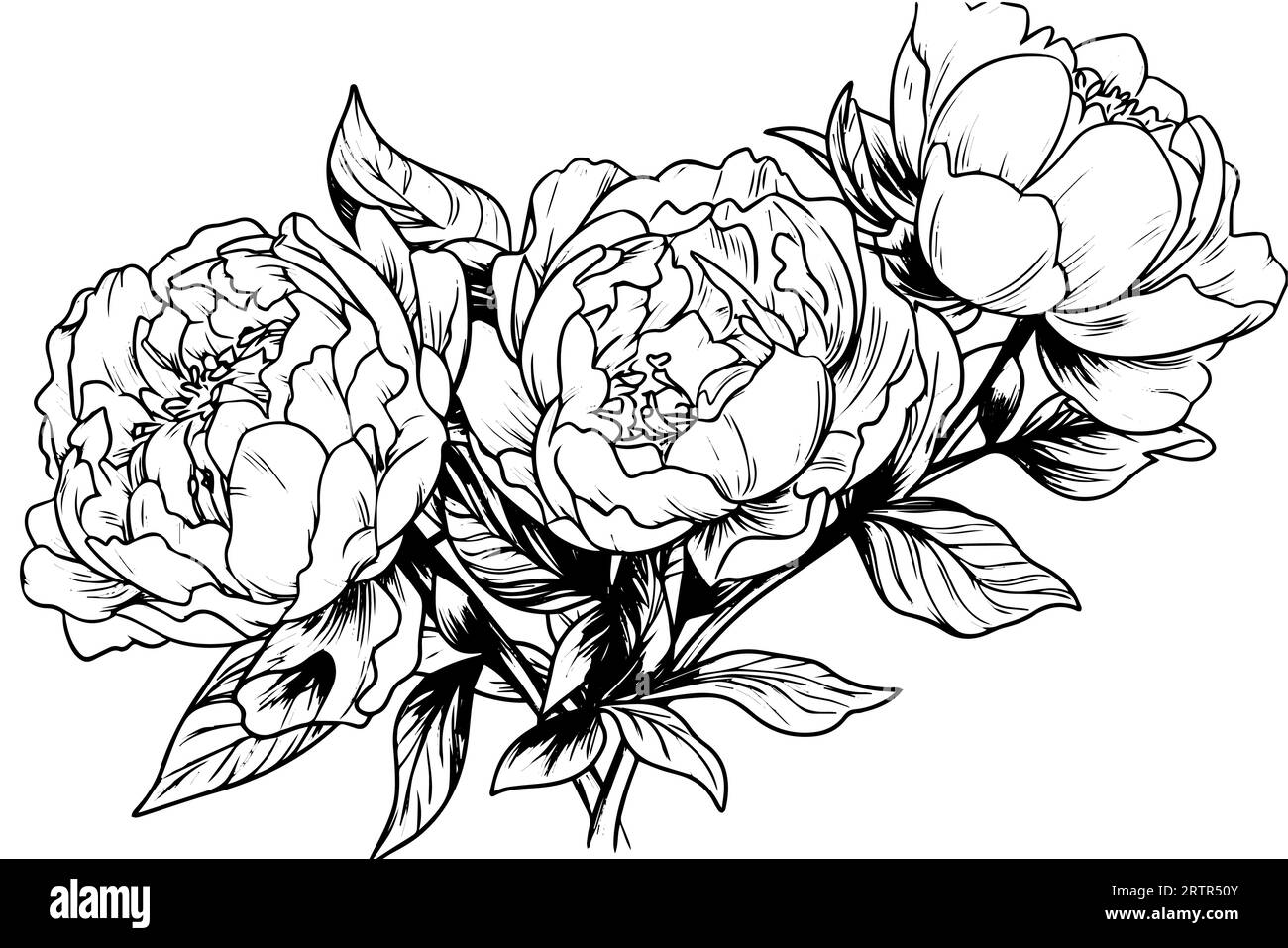 Peony flower and leaves drawing. Vector hand drawn engraved ink ...
