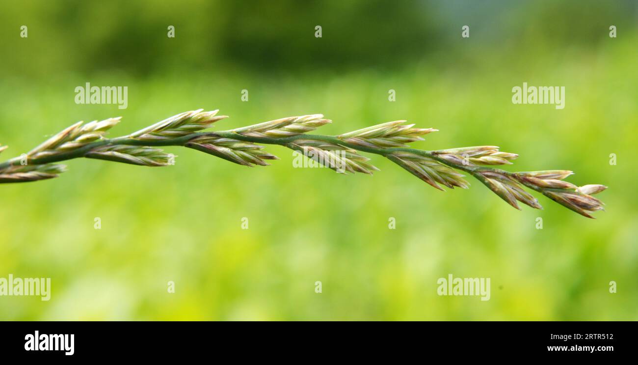 In the wild in the meadow grows forage grass ryegrass (Lolium). Stock Photo