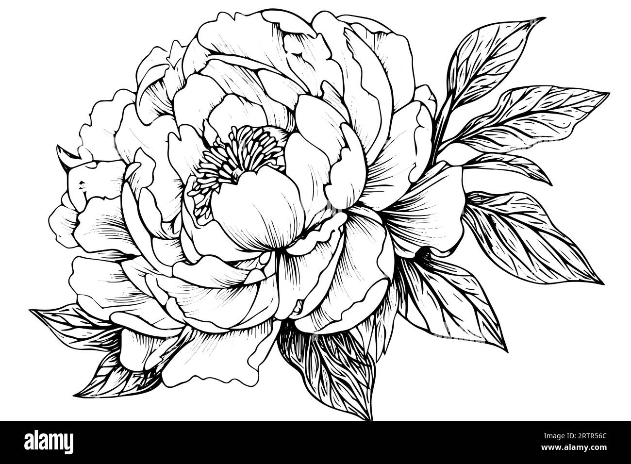 Peony flower and leaves drawing. Vector hand drawn engraved ink ...