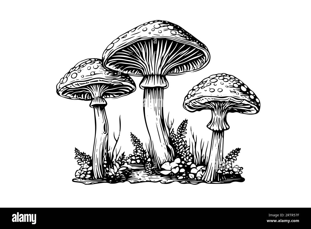 Fly agaric or amanita mushrooms group growing in grass engraving style ...