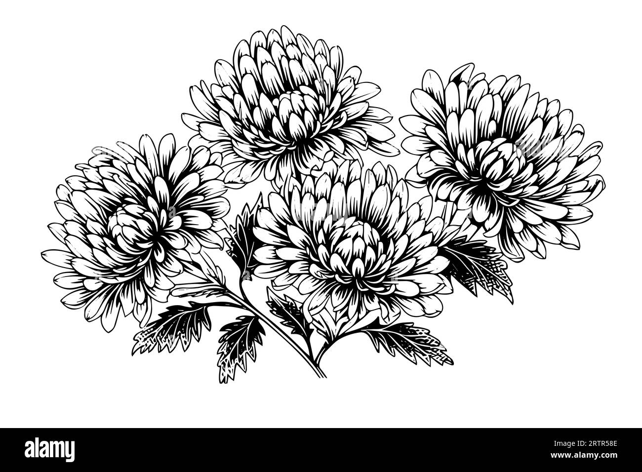 Hand drawn ink sketch of chrysanthemum. Vector illustration in engraving vintage style. Stock Vector