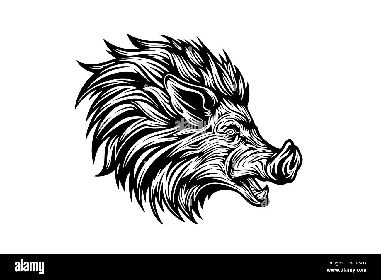 Boar or wild pig head drawing ink sketch, vintage engraved style vector