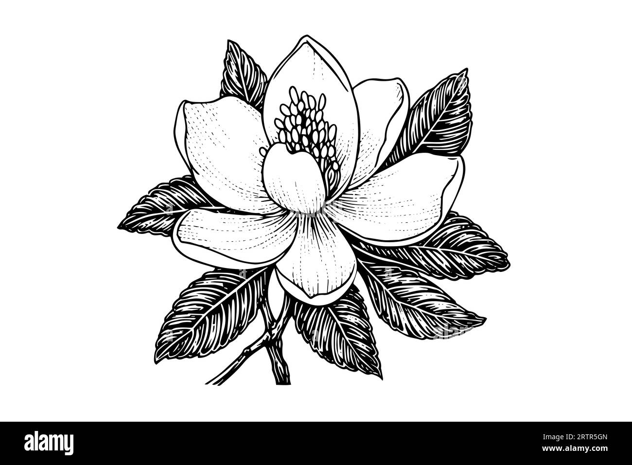 Hand drawn magnolia flower ink sketch. Engraving style vector ...