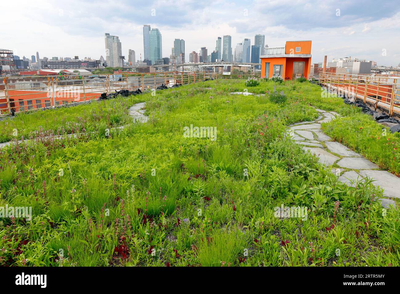 A native plant garden on top of Newtown Creek Alliance Kingsland Wildflowers Green Roof in Greenpoint, Brooklyn, New York City. Stock Photo