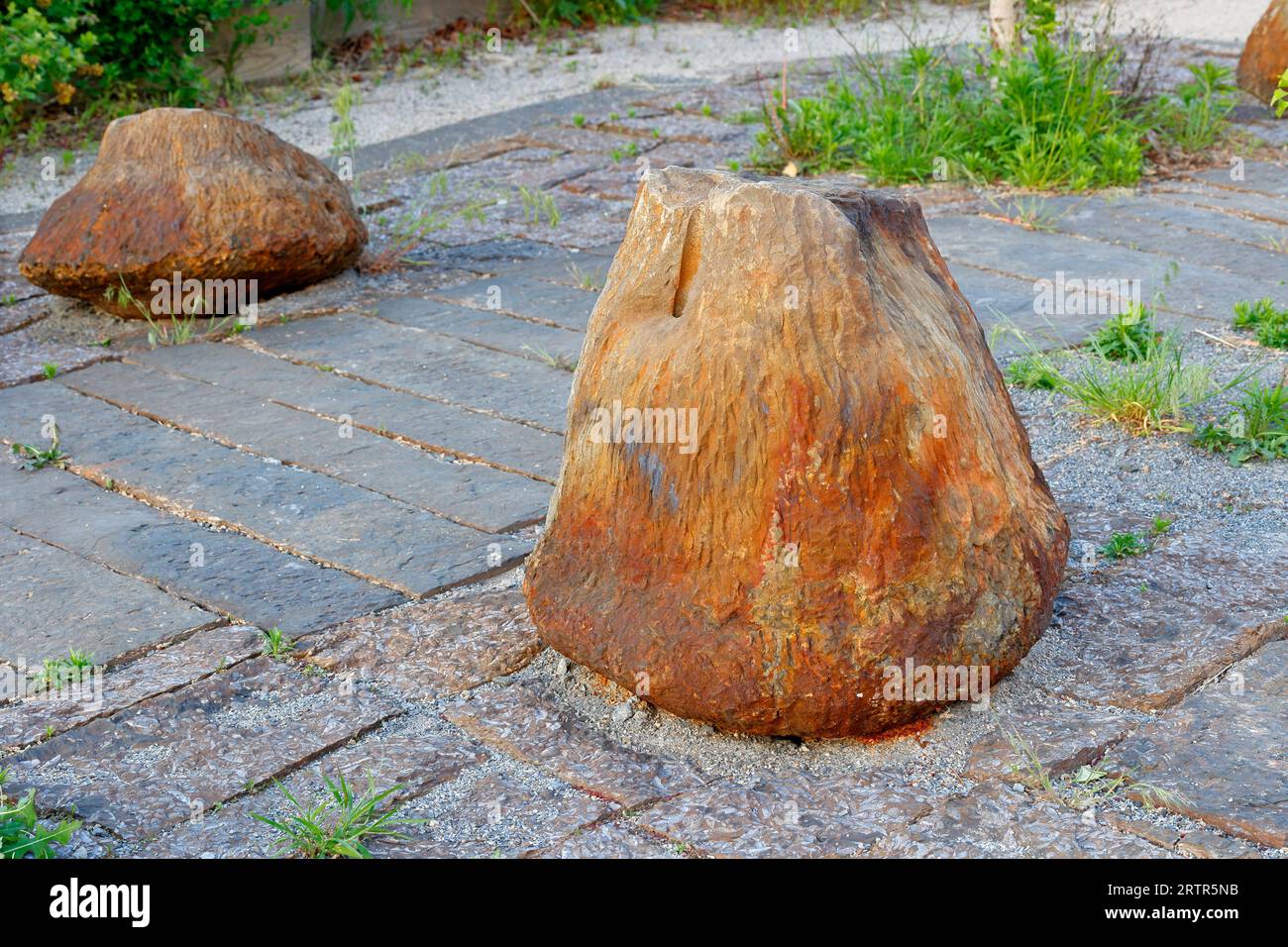 A Gilboa Dam fossilized Wattieza tree stump rests on top of Brachiopod