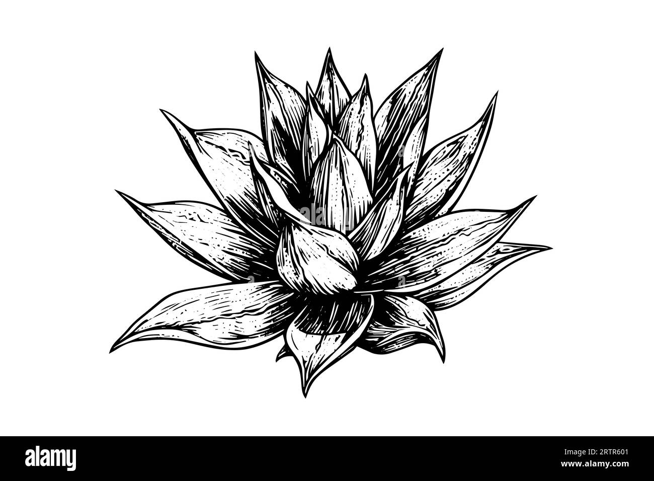 Blue agave ink sketch. Tequila ingredient vector drawing. Engraving