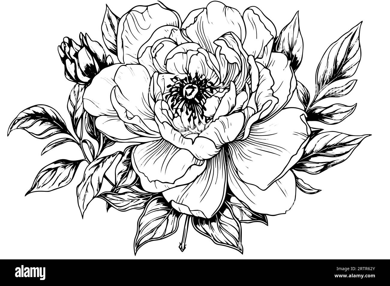 Peony flower and leaves drawing. Vector hand drawn engraved ink ...