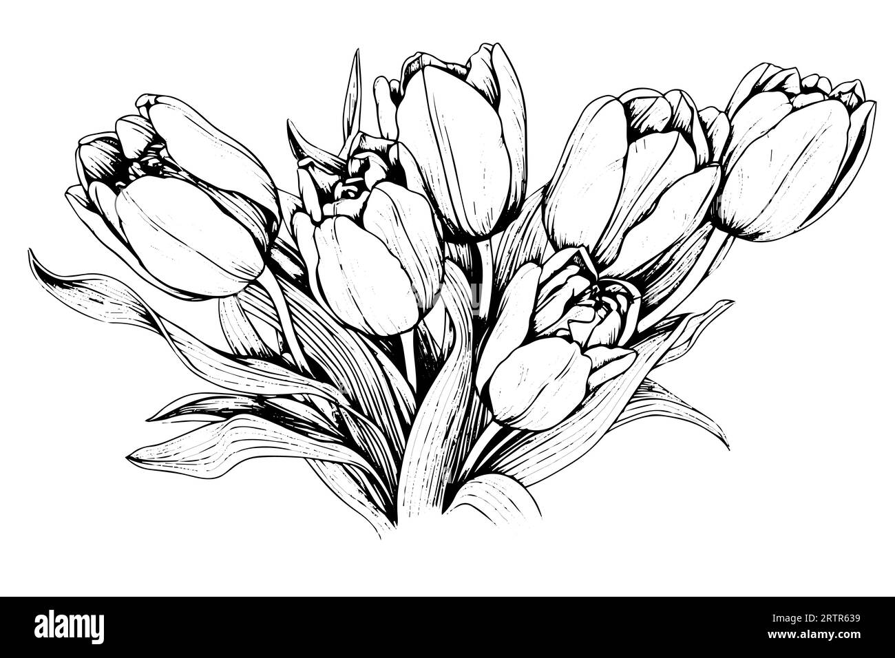 Hand drawn art of tulips branches. Flower isolated on white background ...