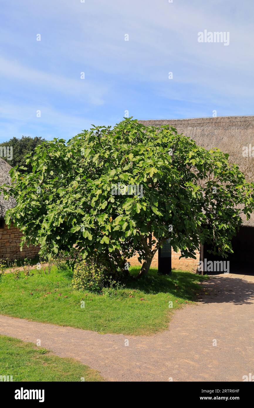 Fig tree with figs ripening at  Mediaeval village, Cosmeston Lakes and Country Park, South Wales. Taken September 2023 Stock Photo