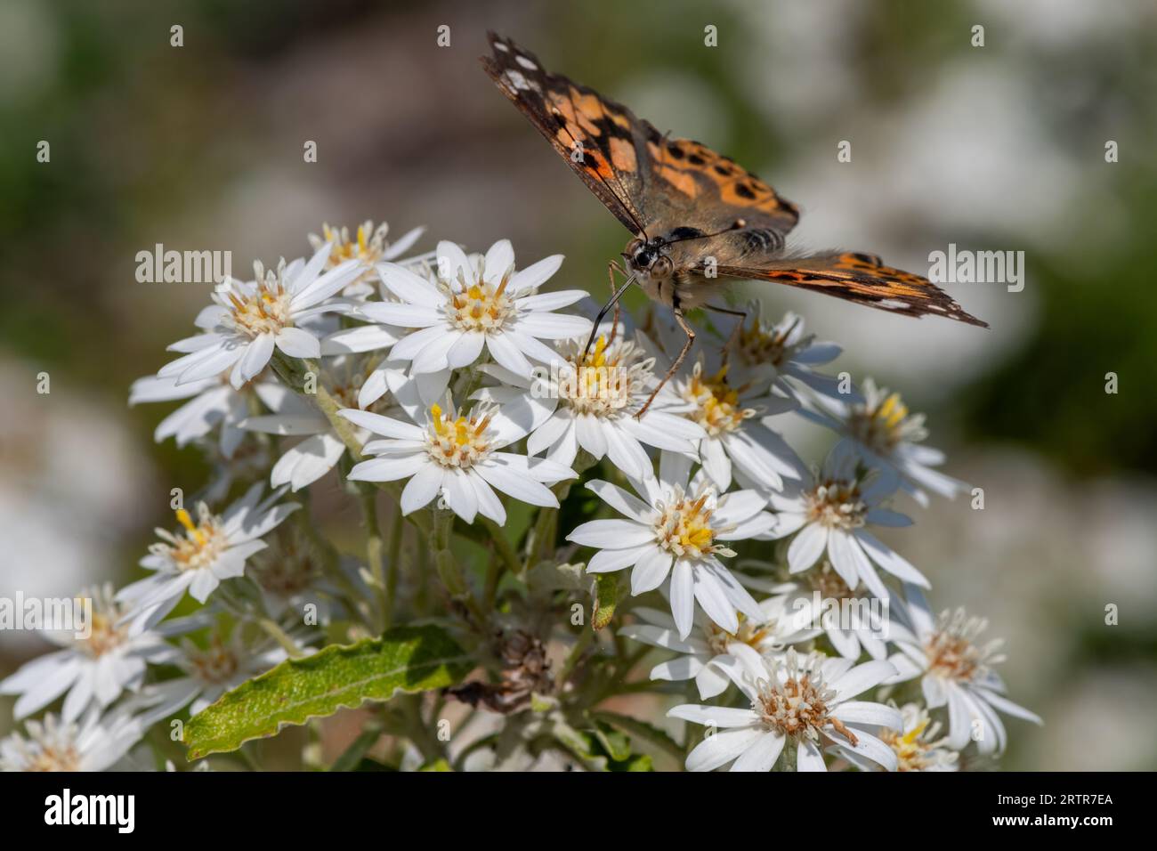 Close up of a painted lady (vanessa cardini) butterfly on a dusty daisy (olearia lirata) bush Stock Photo