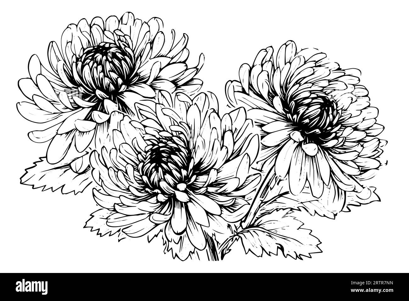 Hand drawn ink sketch of chrysanthemum. Vector illustration in engraving vintage style. Stock Vector