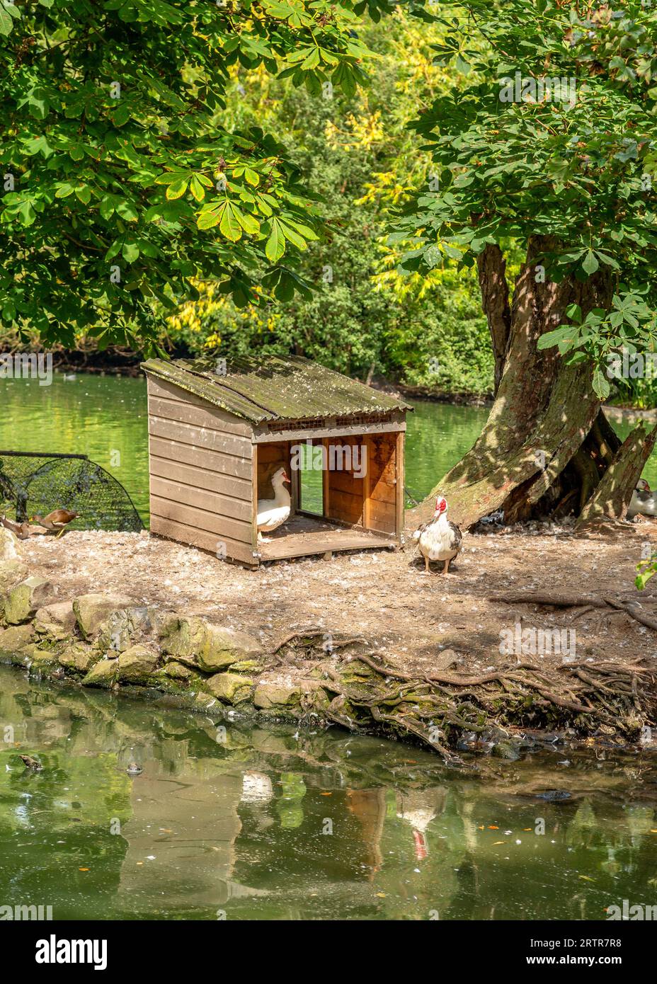 Family of ducks with a box shelter on Heath Pool in Stourbridge, UK