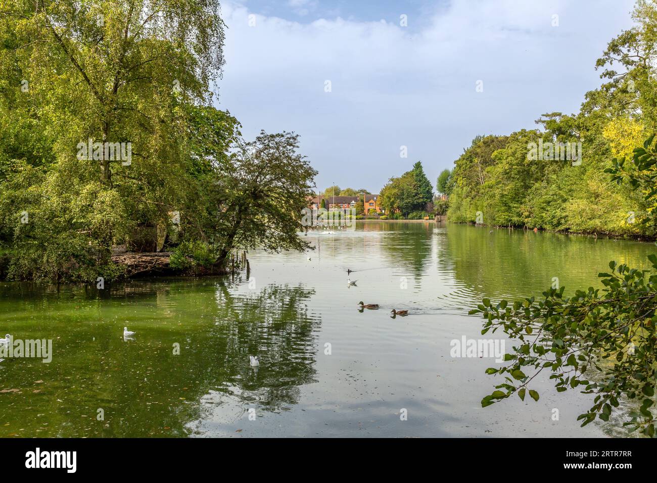 Scenic lake in a quiet country park in summer. Stock Photo