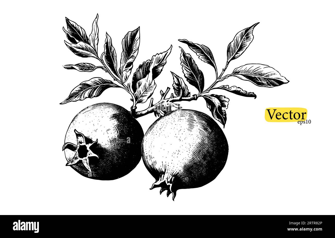 Pomegranate vector vintage sketch. Hand drawn tropical fruit black and ...