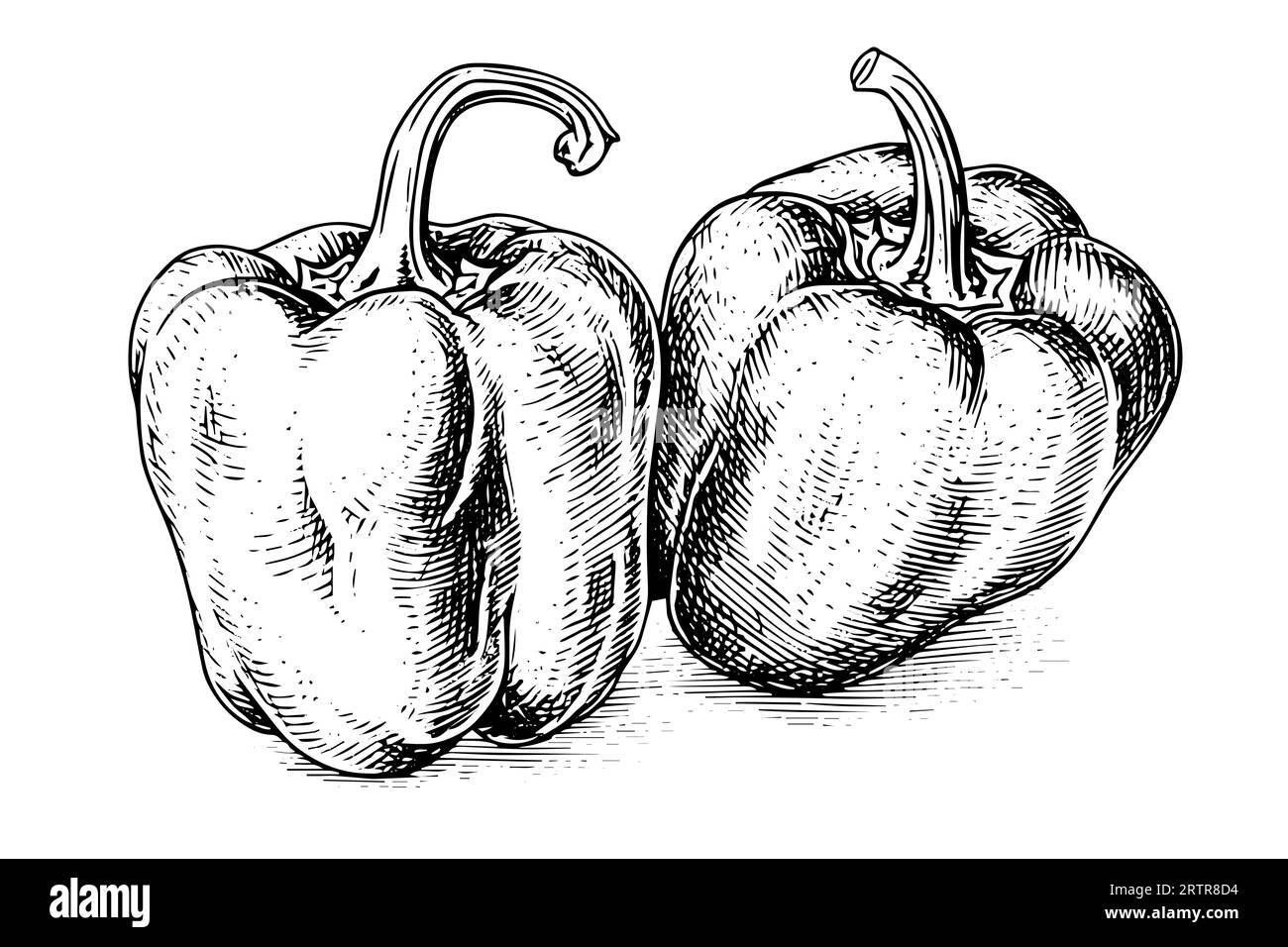 Pepper or paprika hand drawn vector illustration in engraving style