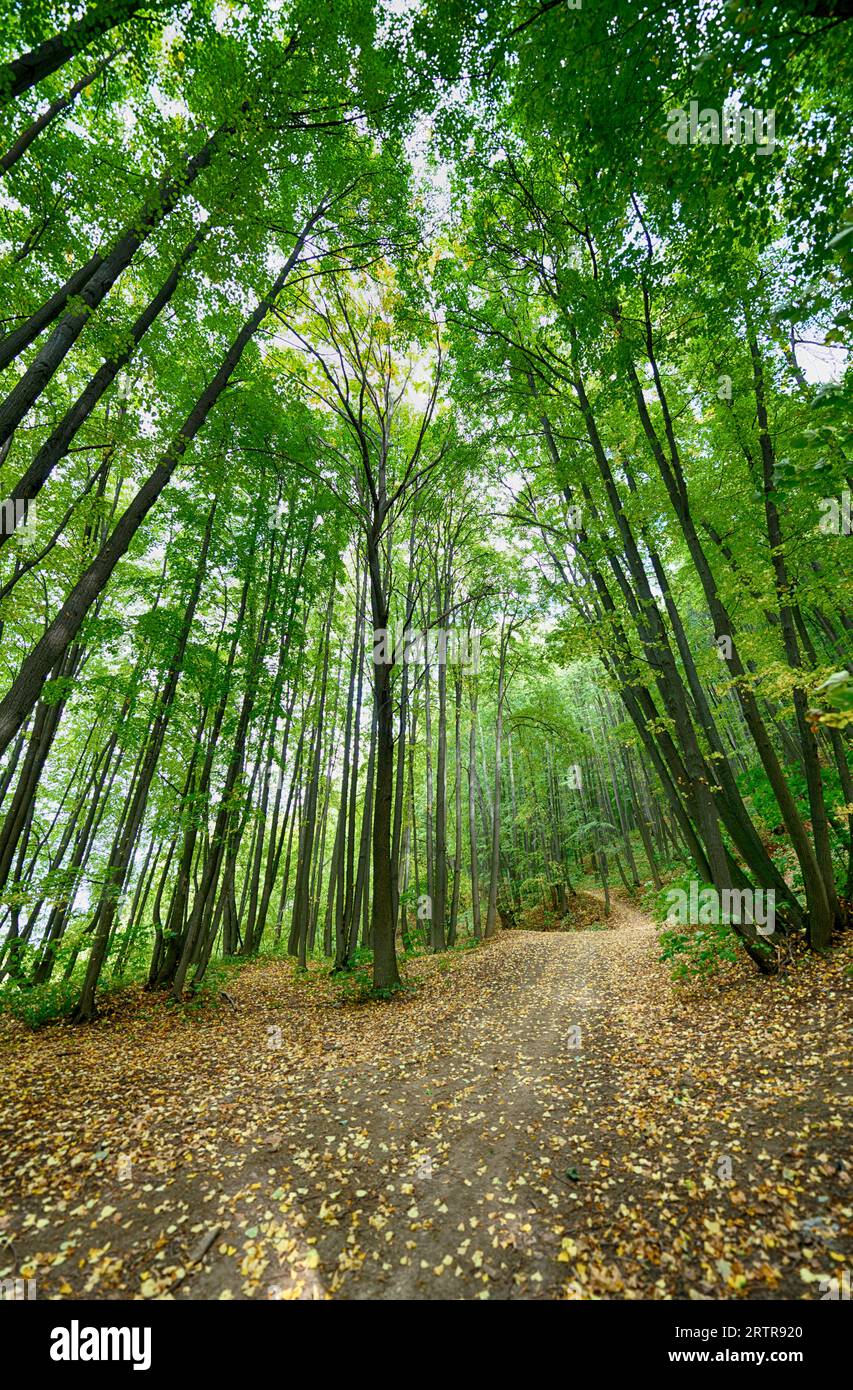 Forest in early autumn with tall picturesque trees Stock Photo - Alamy