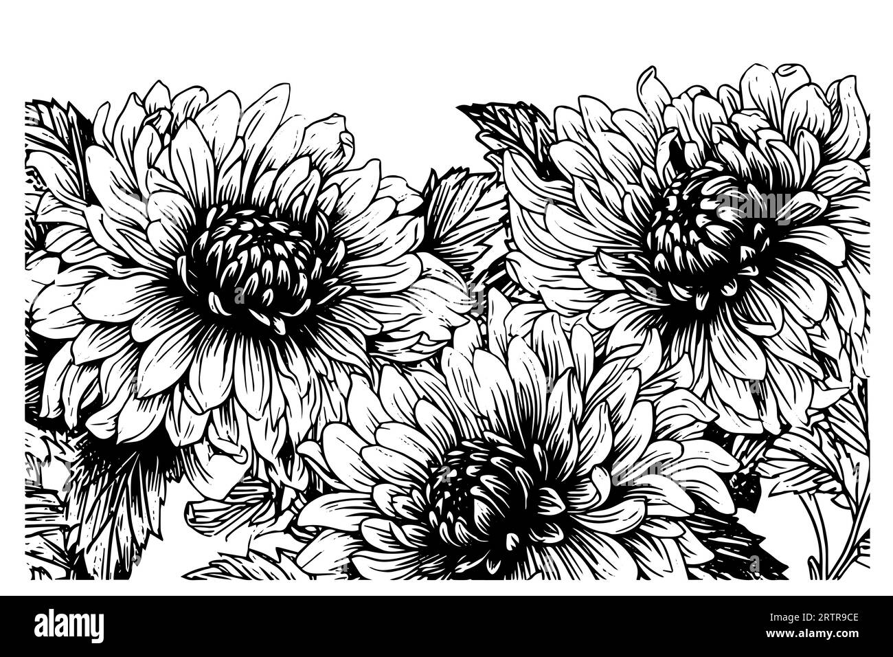 Hand drawn ink sketch of chrysanthemum. Vector illustration in engraving vintage style. Stock Vector