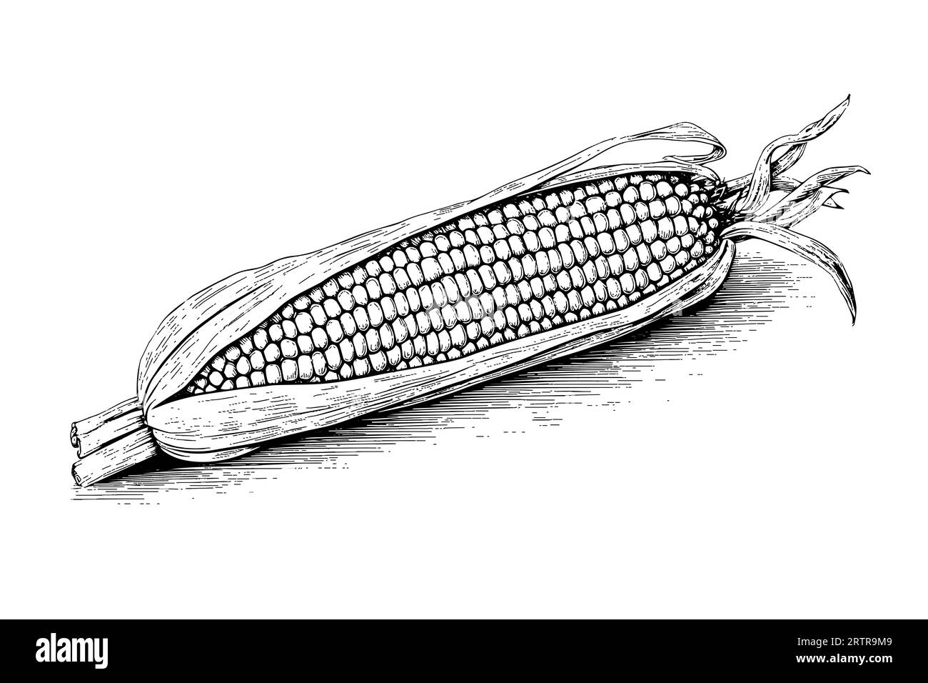 Corn hand drawing sketch vintage engraving vector illustration Stock