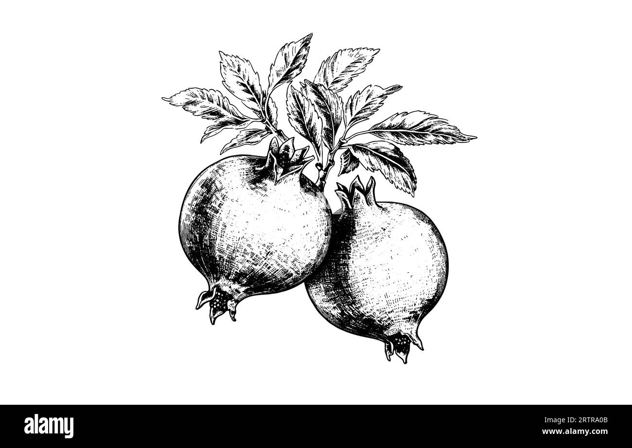 Pomegranate vector vintage sketch. Hand drawn tropical fruit black and ...