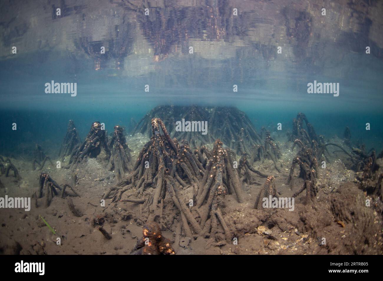 Mangrove roots rise from the mud of a marine lake in Raja Ampat, Indonesia. Mangroves play important ecological roles in tropical environments. Stock Photo