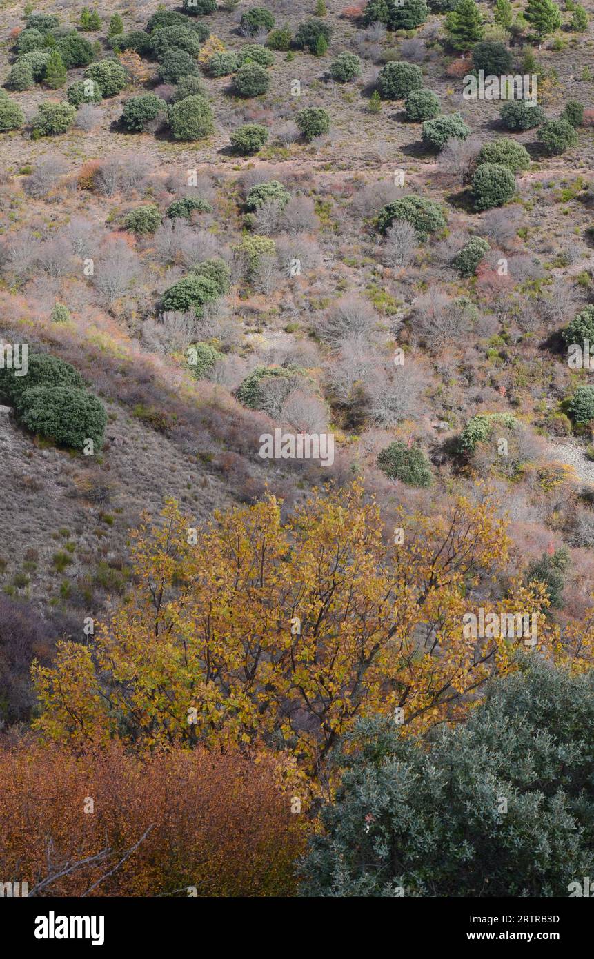 Mixed Mediterranean mountain forests in Moncayo massif, northeastern Spain Stock Photo