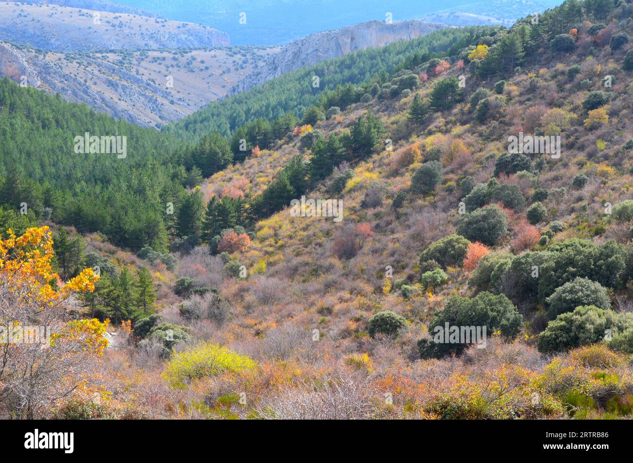 Mixed Mediterranean mountain forests in Moncayo massif, northeastern Spain Stock Photo