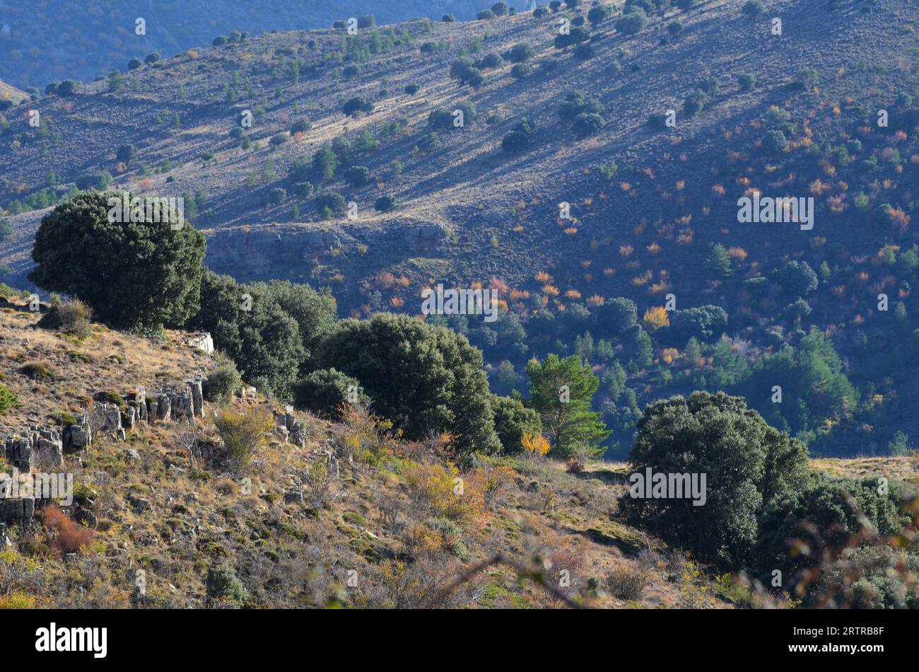 Mixed Mediterranean mountain forests in Moncayo massif, northeastern