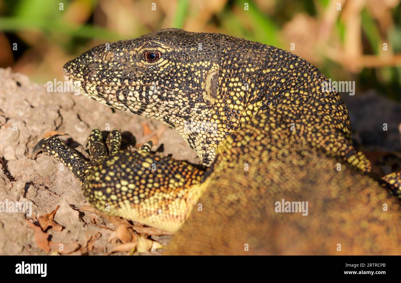 Monitor Lizard or Nile Monitor, Kruger National Park, South Africa ...