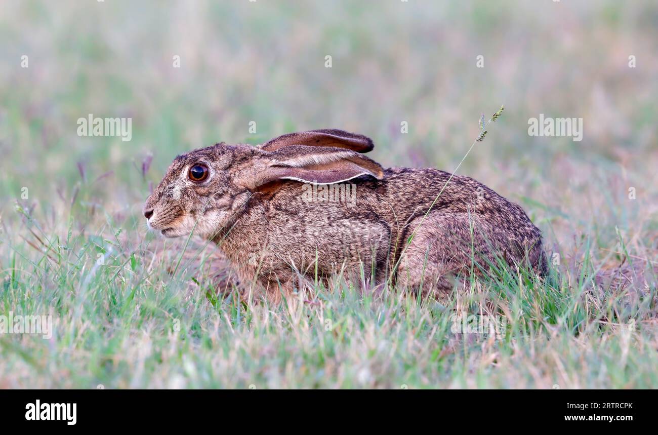 Cape Hare (Lepus capensis), Kruger National Park, South Africa Stock Photo