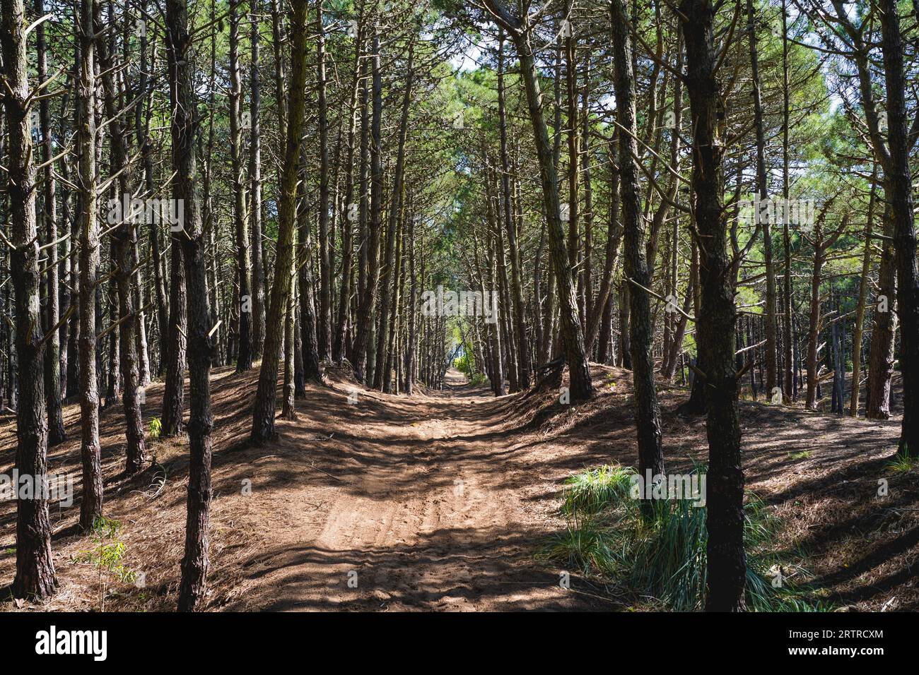 Path Inside A Tree Inside a forest hi-res stock photography and images - Alamy