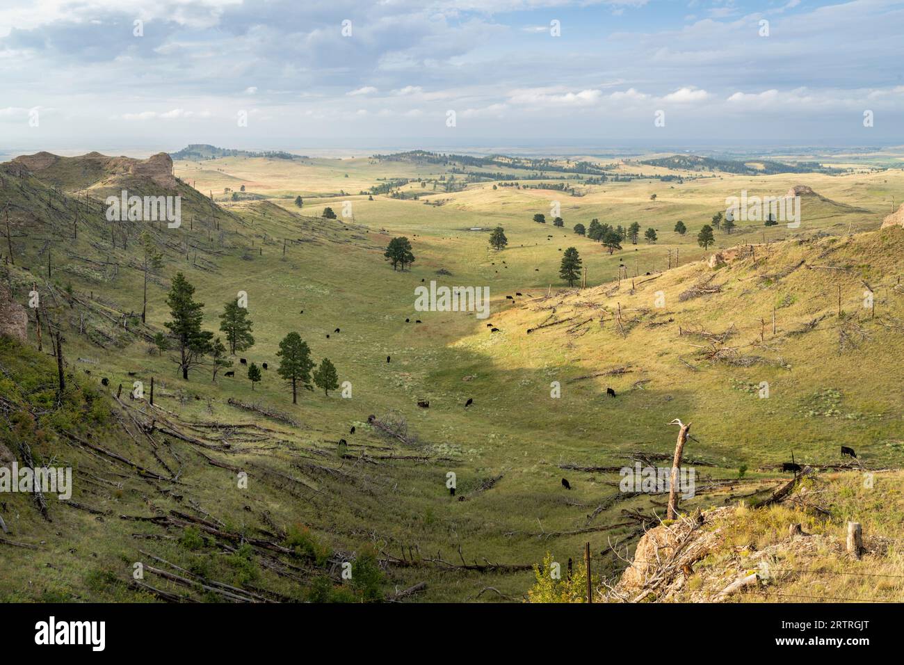 late summer scenery of a valley in Nebraska National Forest near Chadron with a cattle Stock Photo