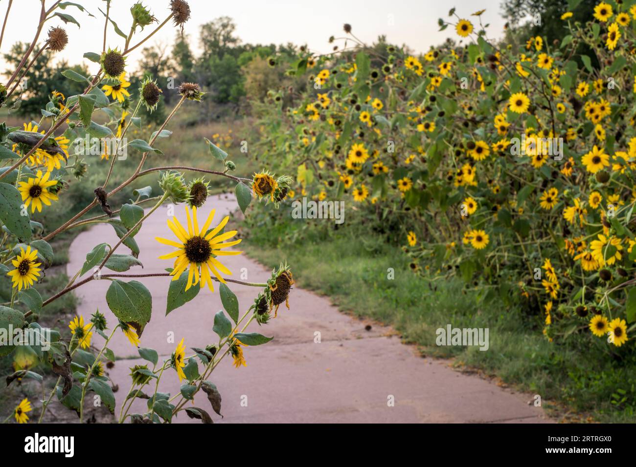 wild sunflowers along a biking trail in Fort Collins, Colorado, late