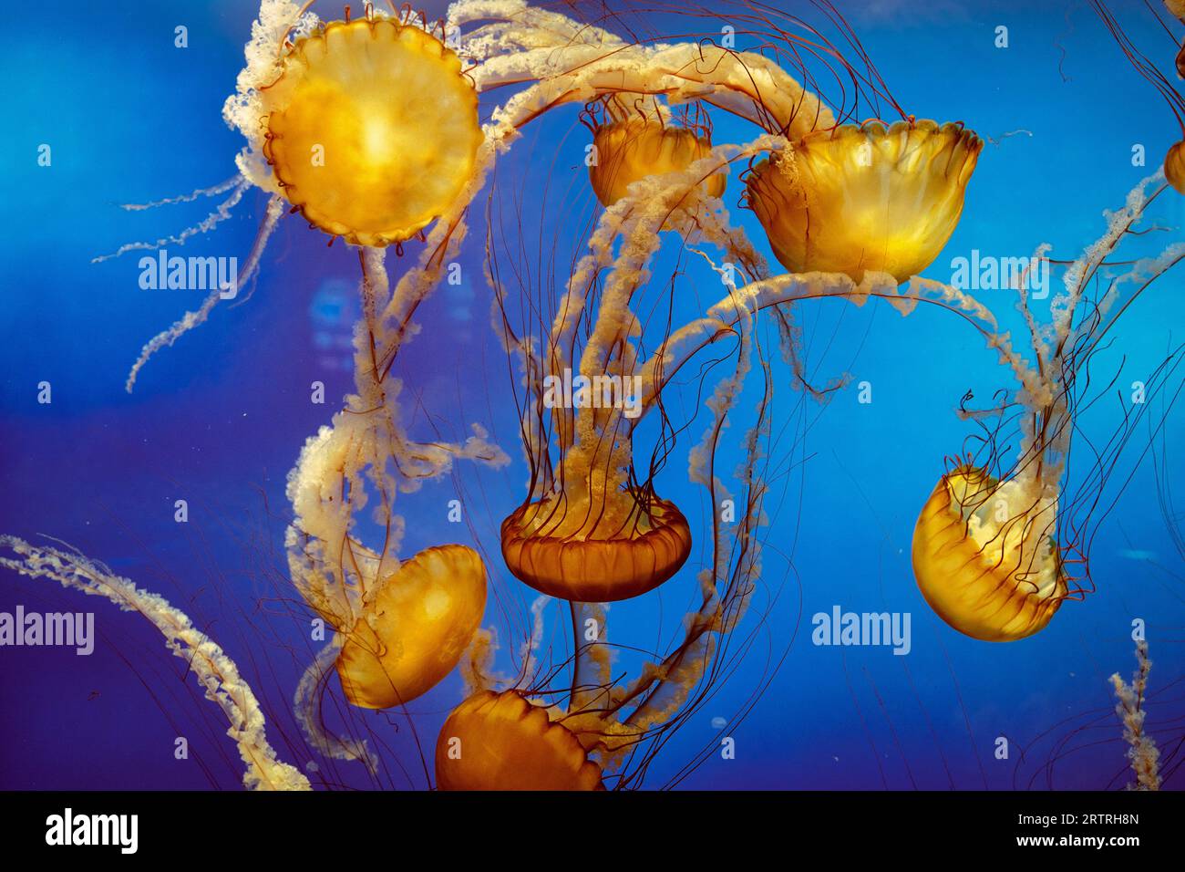 Jellyfish Stock Photo