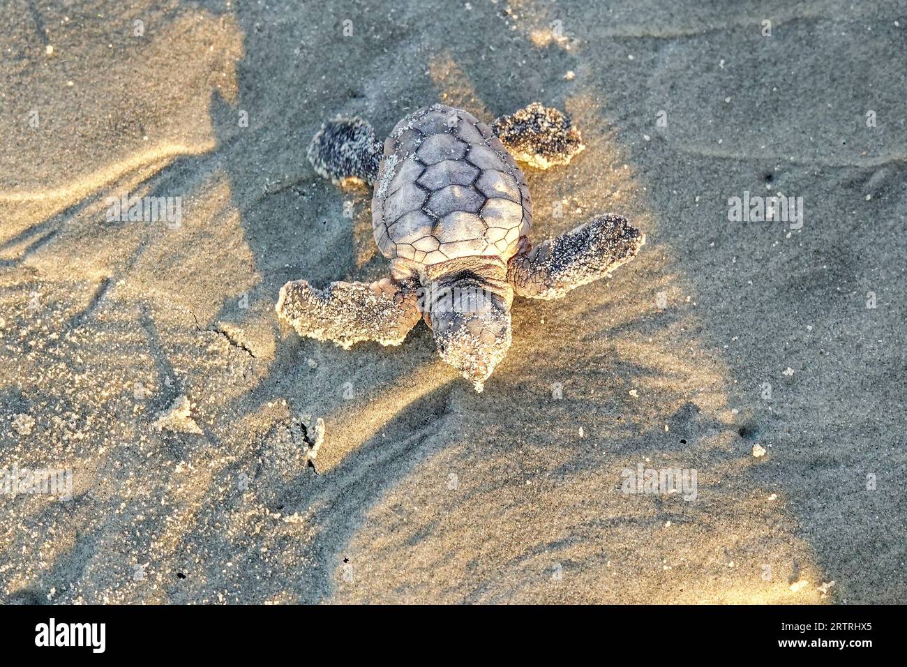 Isle of Palms, United States of America. 14 September, 2023. An endangered loggerhead sea turtle hatchling, makes way toward the Atlantic Ocean after being released from the nest, September 14, 2023 in Isle of Palms, South Carolina. Credit: Richard Ellis/Richard Ellis/Alamy Live News Stock Photo