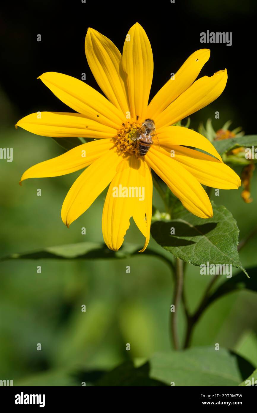 Honey bee (Apis mellifera) on Jerusalem artichoke (Helianthus tuberosus