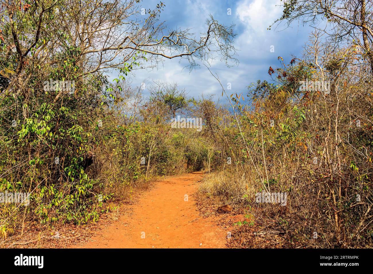 Dry dense vegetation hi-res stock photography and images - Alamy