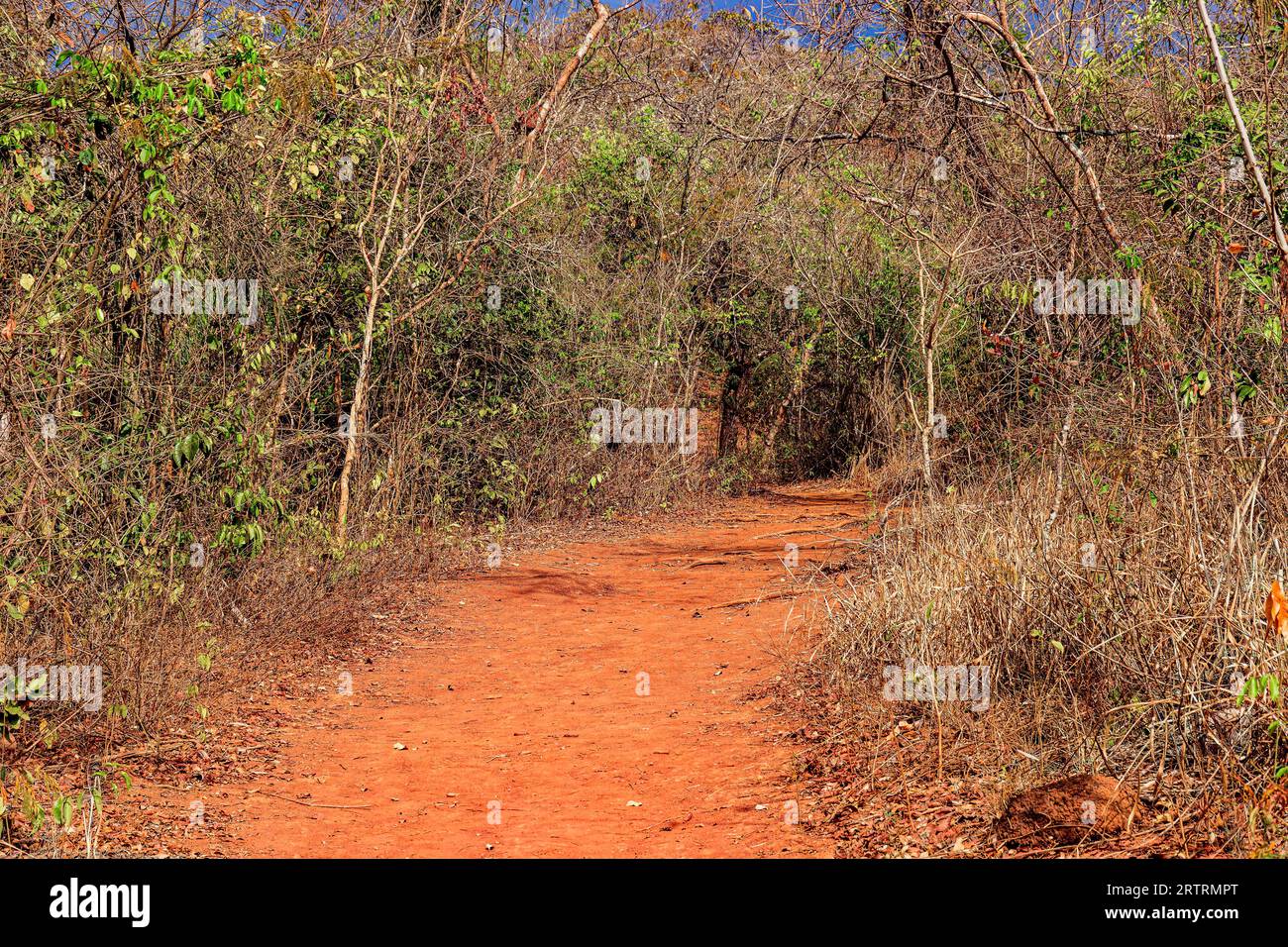 Dry dense vegetation hi-res stock photography and images - Alamy