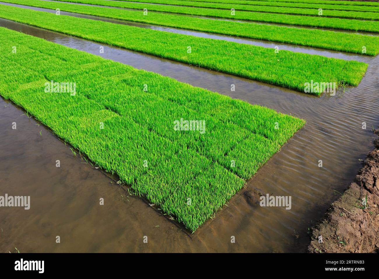 Rice seedling bed Stock Photo Alamy