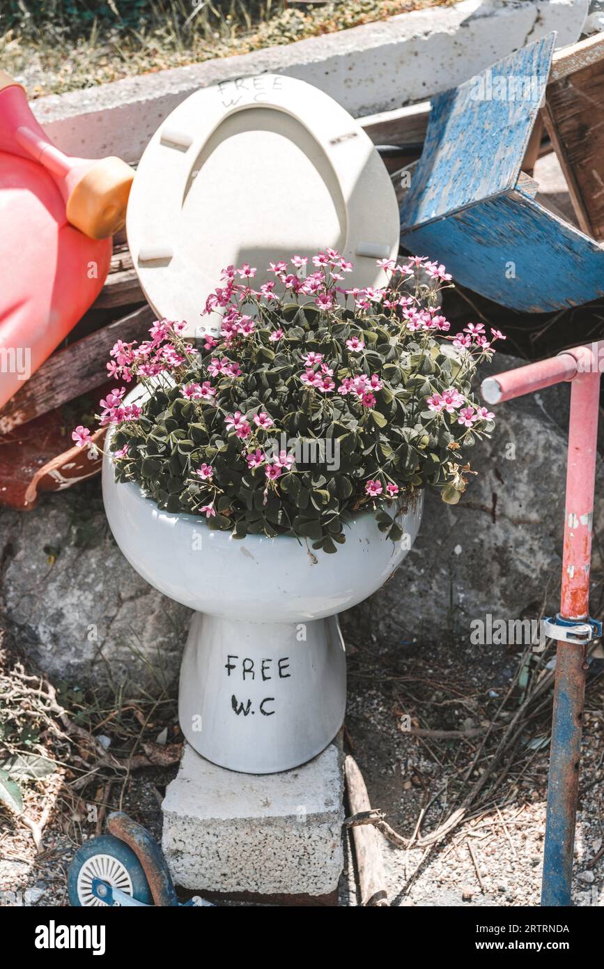 Toilet bowl flowers hi-res stock photography and images - Alamy