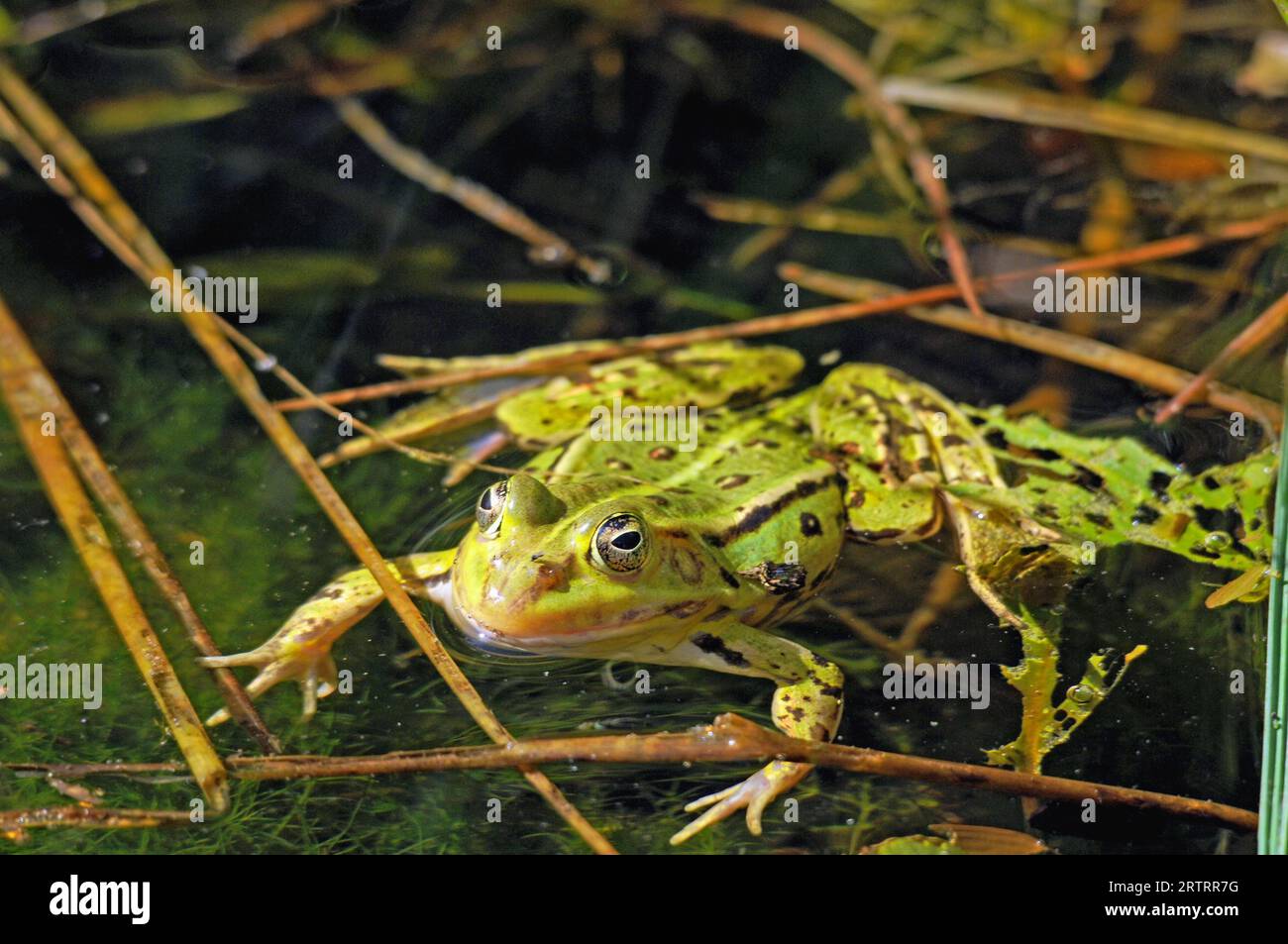 Edible Frog in the Wahner Heath Stock Photo