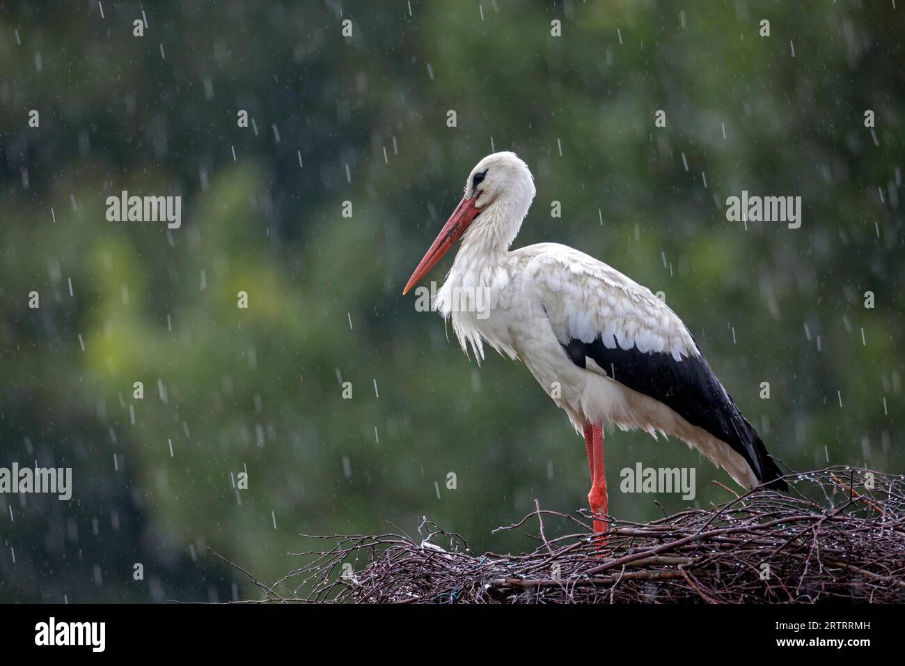 White Stork (Ciconia ciconia), the nesting season starts in Europe from April to August (Photo White Stork in heavy rain on the nest), White Stork Stock Photo