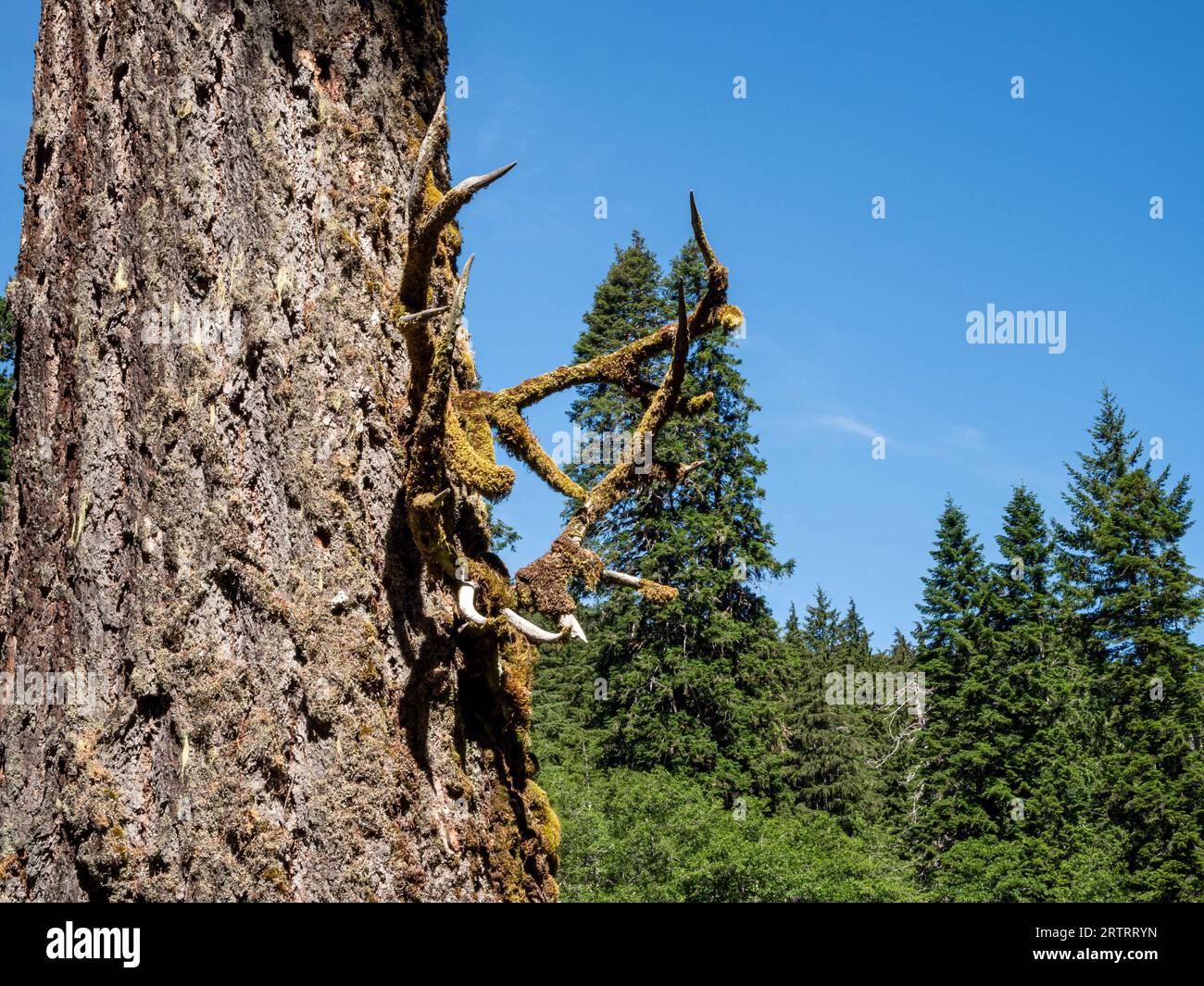 WA23655-00...WASHINGTON - Two sets of moss covered antlers attatched to a tree at Elkhorn backcountry camparea in the Elwha River Valley. Stock Photo