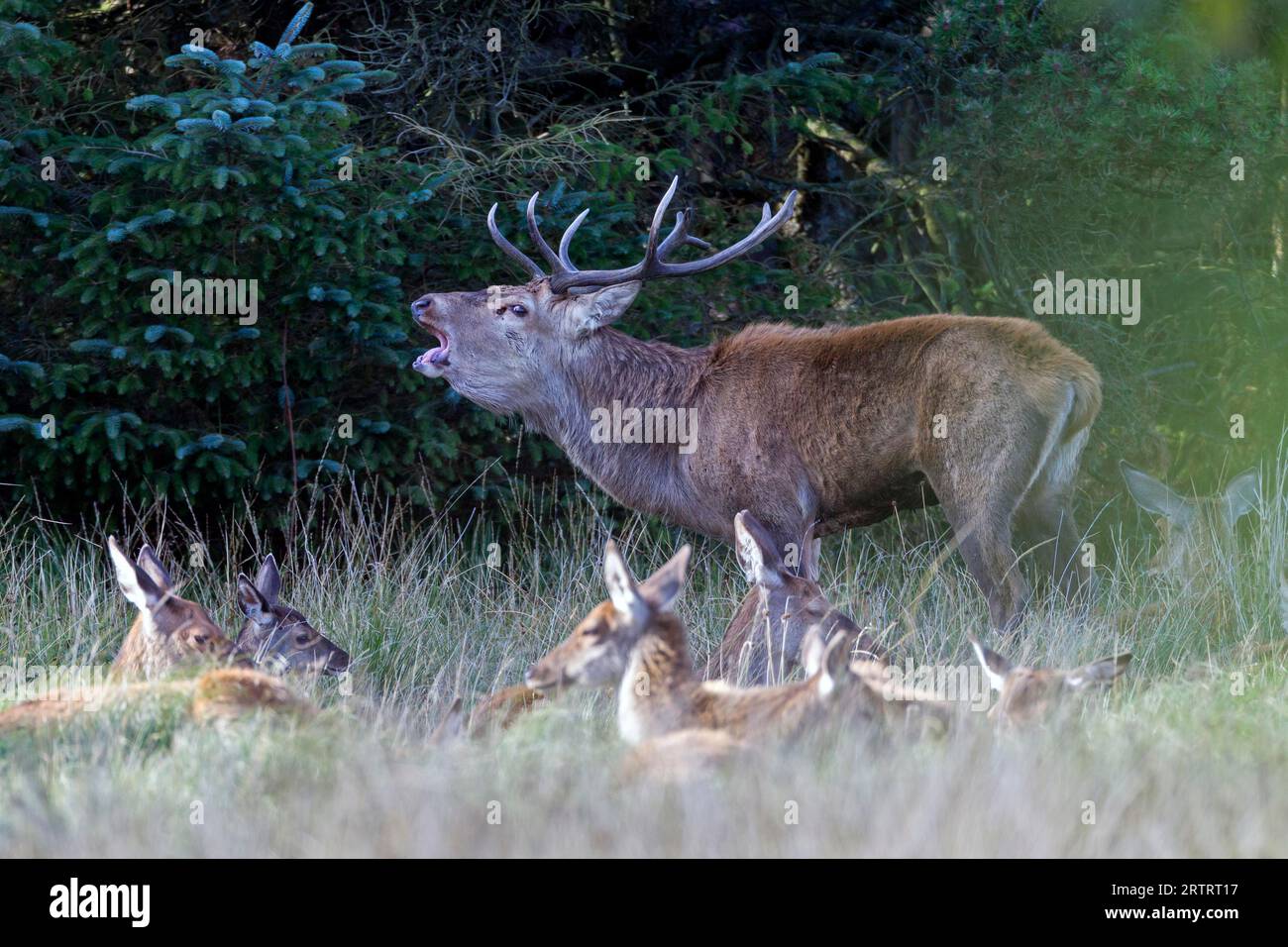 Red deer with female Stock Photo
