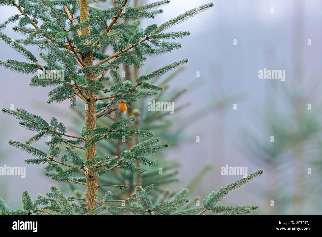 Ruddock reserve hi-res stock photography and images - Alamy