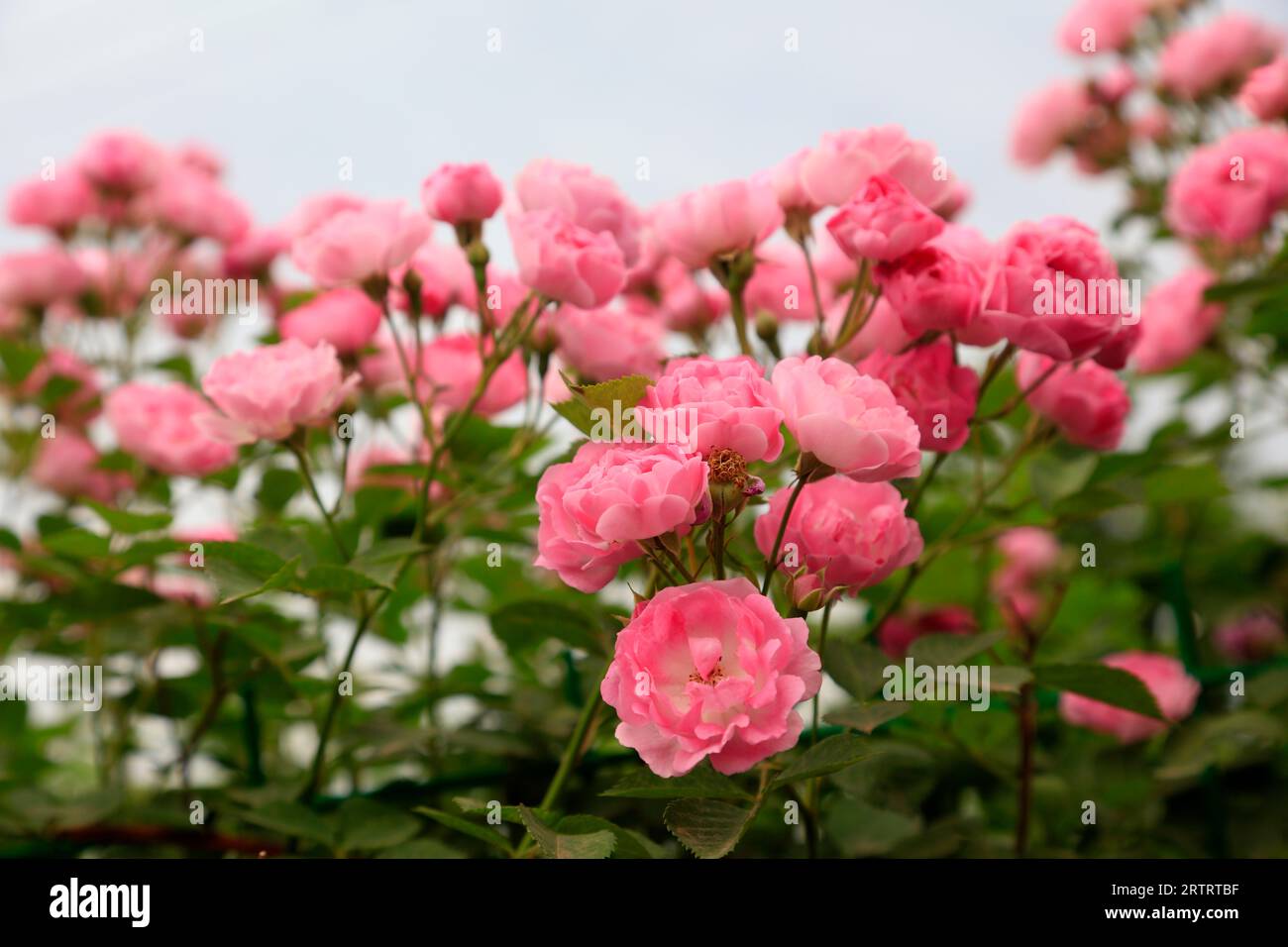 Roses in the botanical garden Stock Photo - Alamy