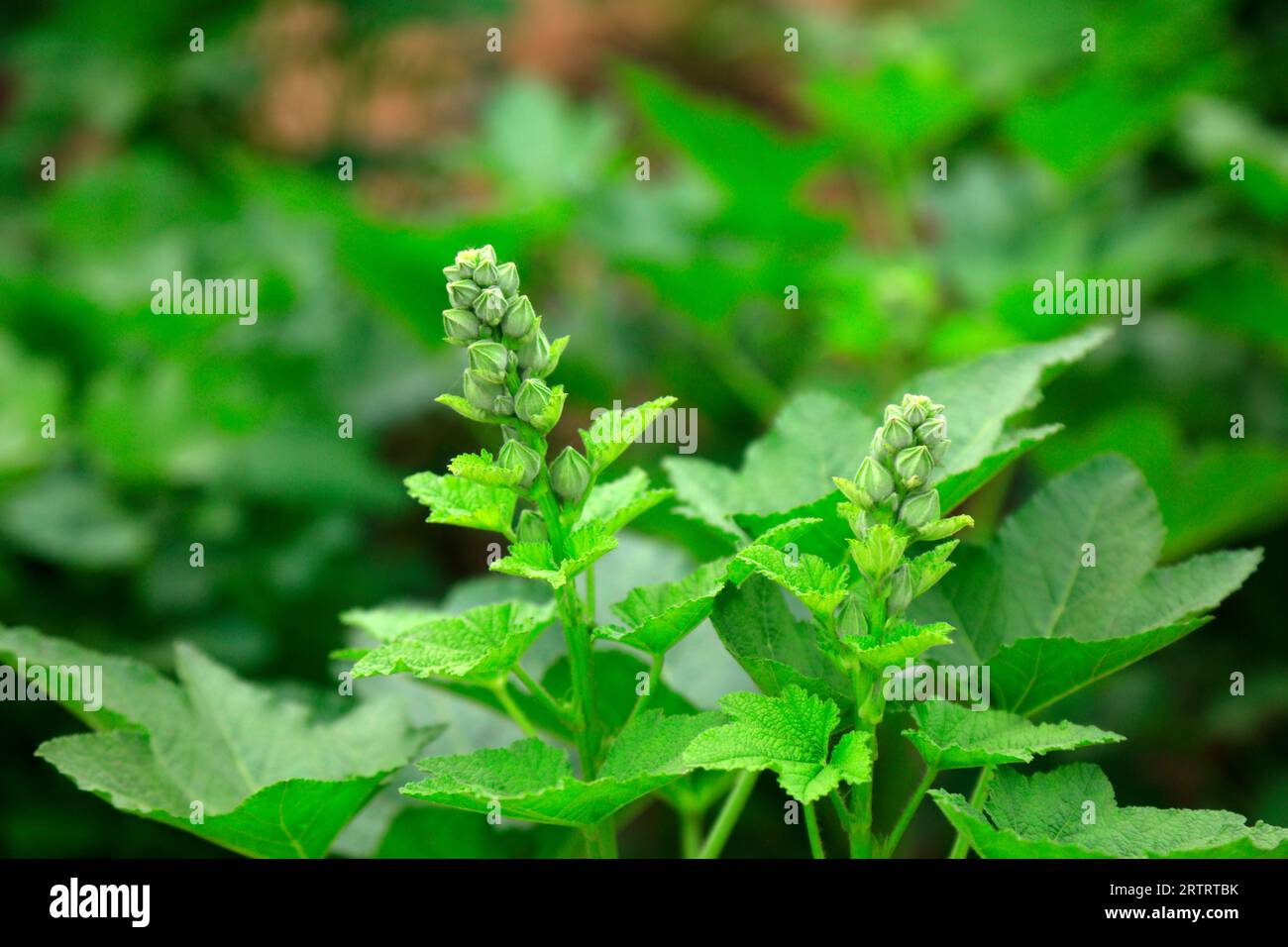 Marshmallow flower in a garden Stock Photo - Alamy