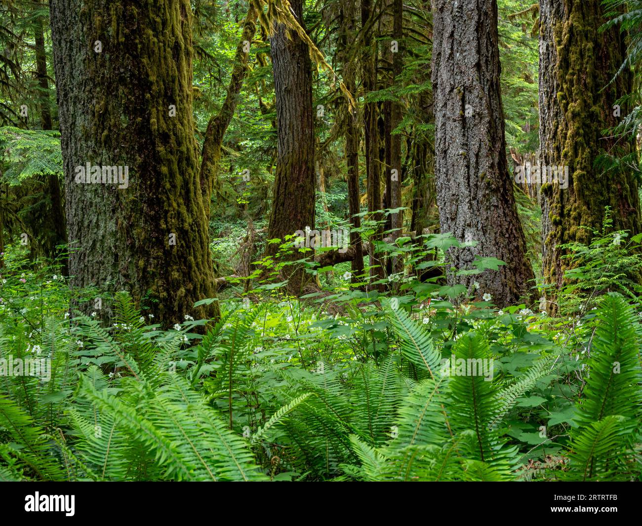 WA23676-00...WASHINGTON - Forest and understory along the Elwha River Trail near the Lillian River crossing in Olympic National Park. Stock Photo