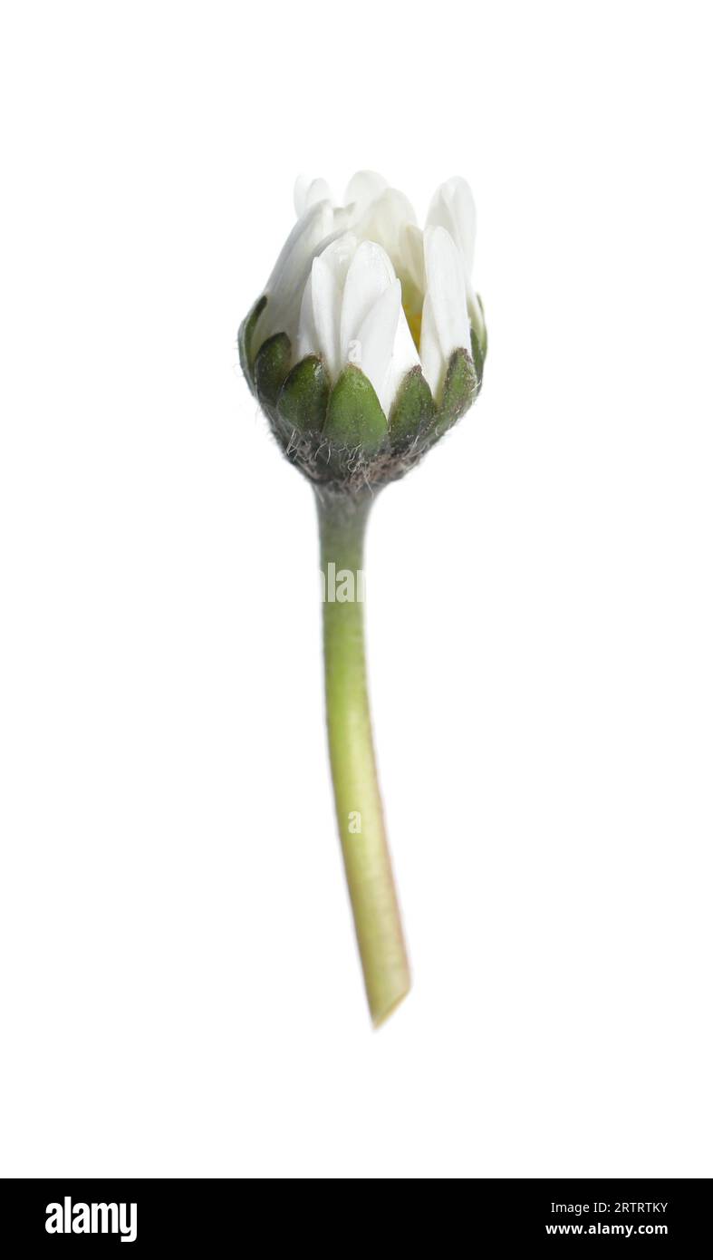 Beautiful bellis perennis (daisy) flower isolated on white Stock Photo